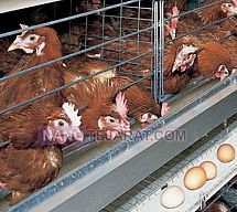 Automatic Poultry